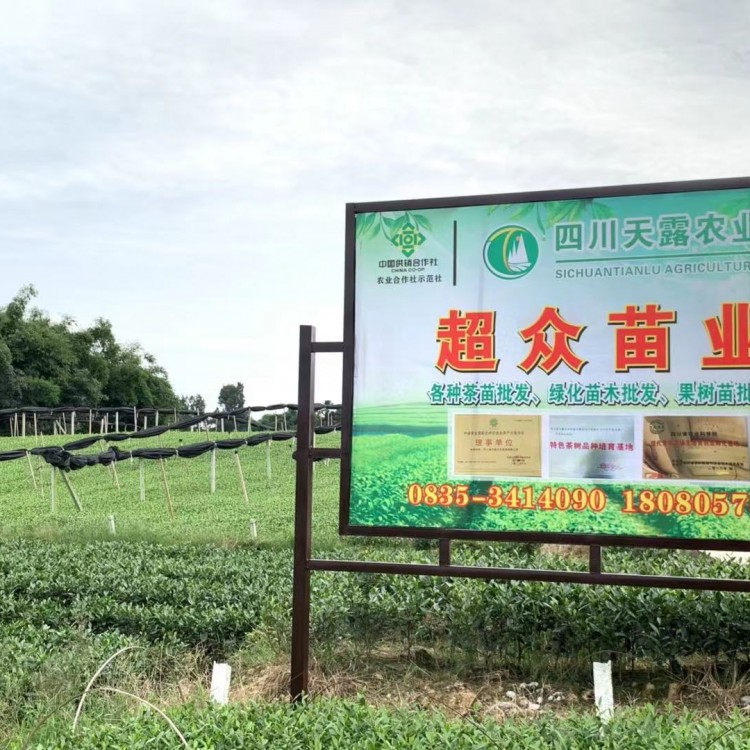 黃金芽茶苗 廠家供應(yīng) 龍井43茶苗 批發(fā)價(jià)格