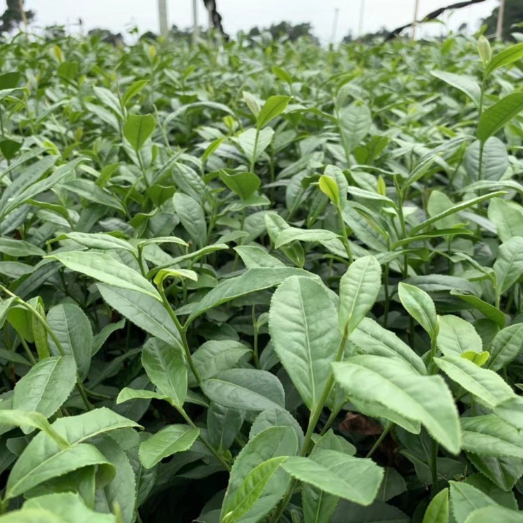 名選131茶苗 基地直銷 云南大葉茶樹苗  廠家直銷