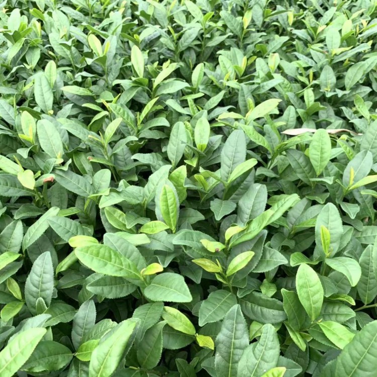 老鷹茶苗 批發(fā)基地 中茶108茶苗  批發(fā)價(jià)格