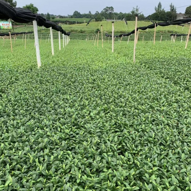 龍井43茶苗 批發(fā)基地 中茶108茶苗  廠家價格優(yōu)惠