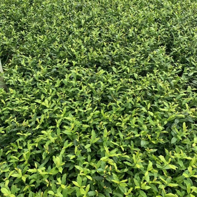 梅占茶苗 廠家直銷 名選131茶苗  批發(fā)基地