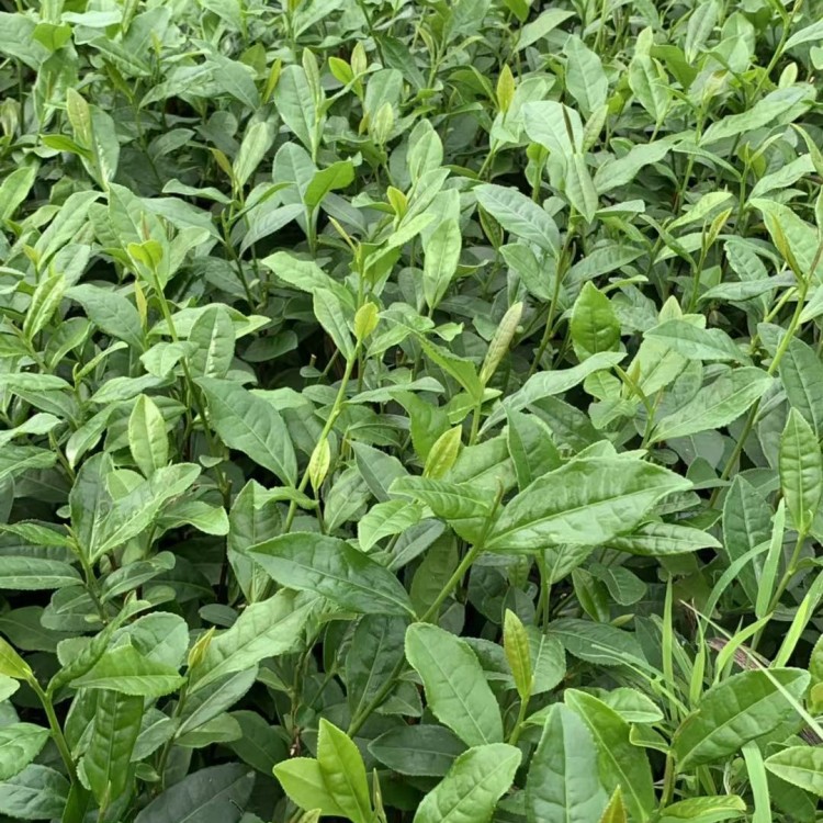 無水茶苗 批發(fā)電話 奶白茶苗  優(yōu)質(zhì)茶葉樹苗批發(fā)