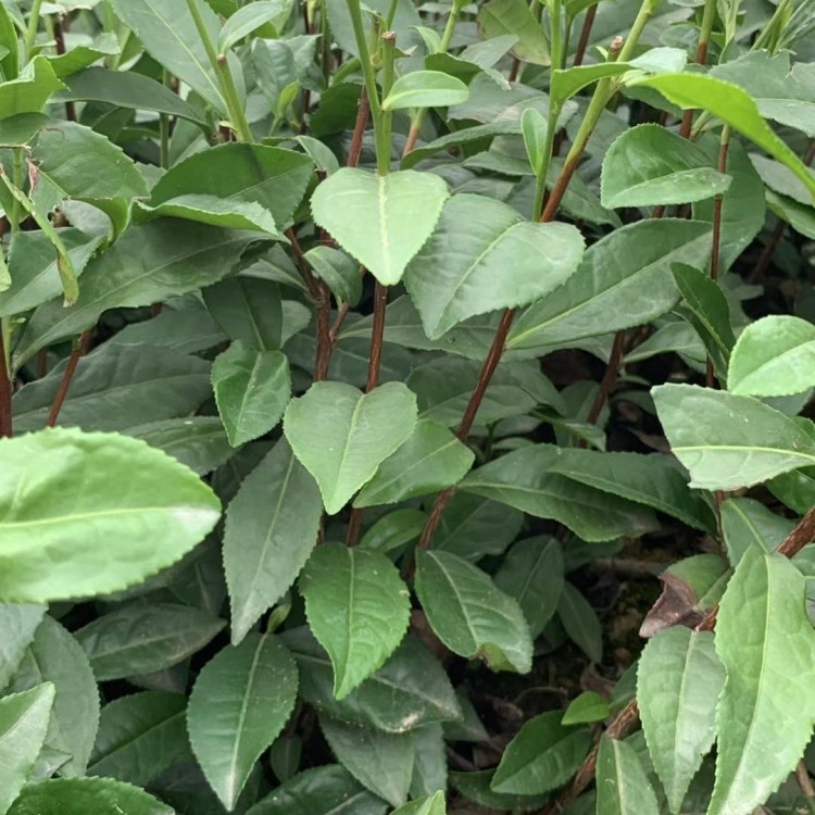 梅占茶苗 批發(fā)價(jià)格 紫鵑茶苗  廠家價(jià)格優(yōu)惠