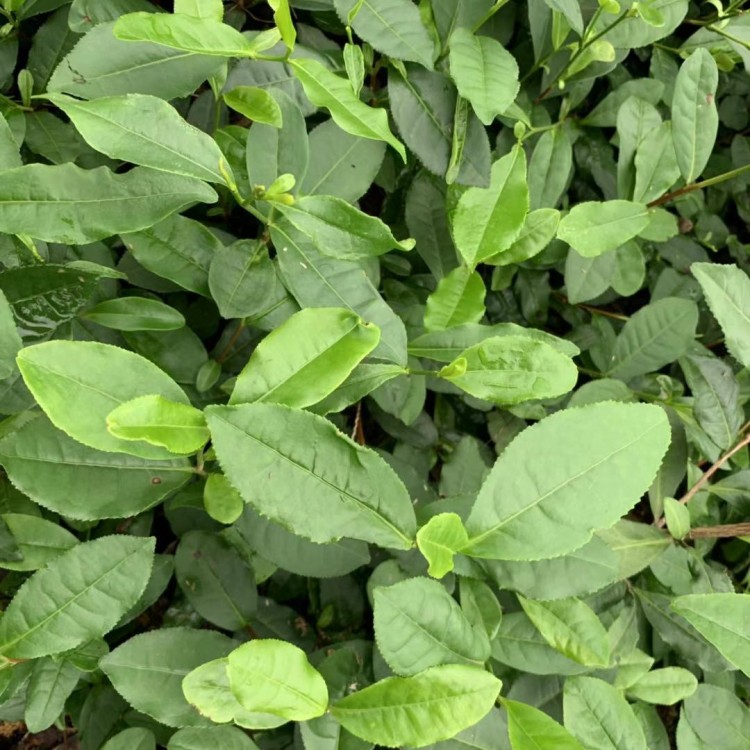 老鷹茶苗 廠家直銷 老鷹茶苗  優(yōu)質(zhì)茶樹苗批發(fā)價