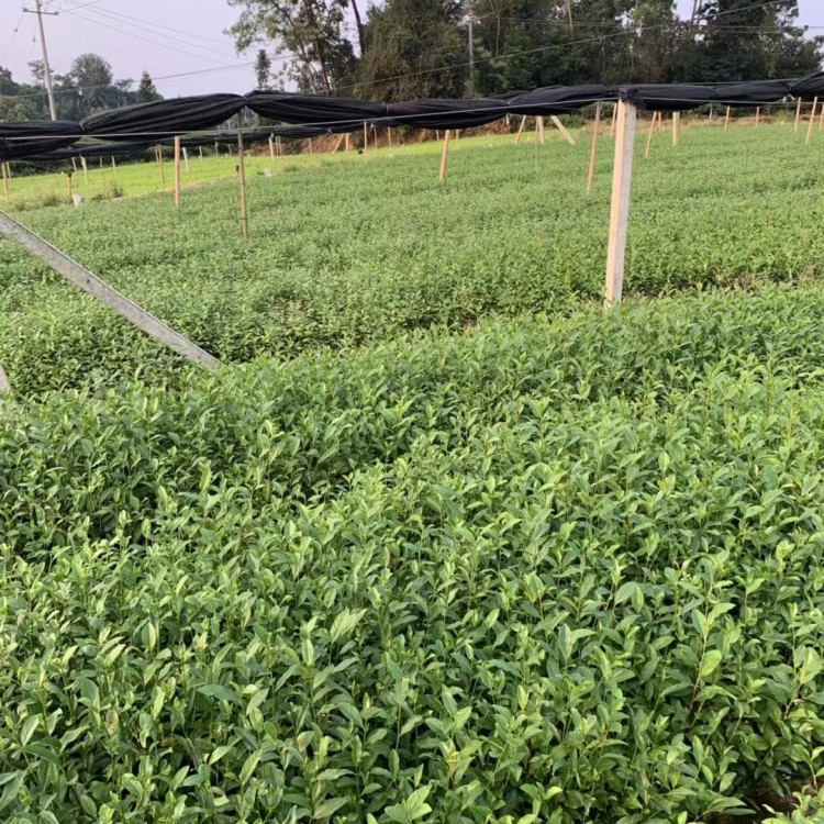 黃金芽茶苗 優(yōu)質(zhì)茶樹苗批發(fā)價 福選9號茶苗  優(yōu)質(zhì)茶樹苗批發(fā)價