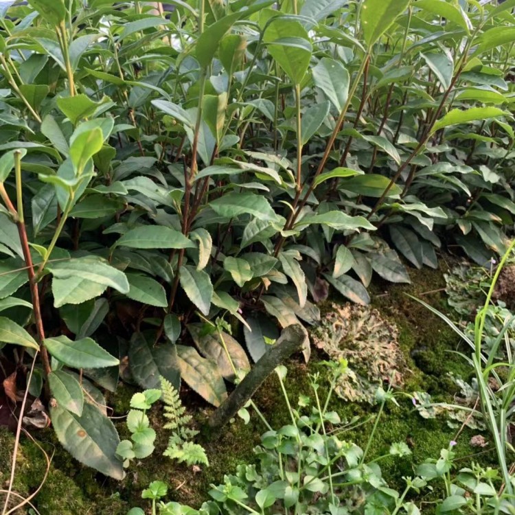 奶白茶苗 基地直銷 蒙山9號茶苗  廠家直銷