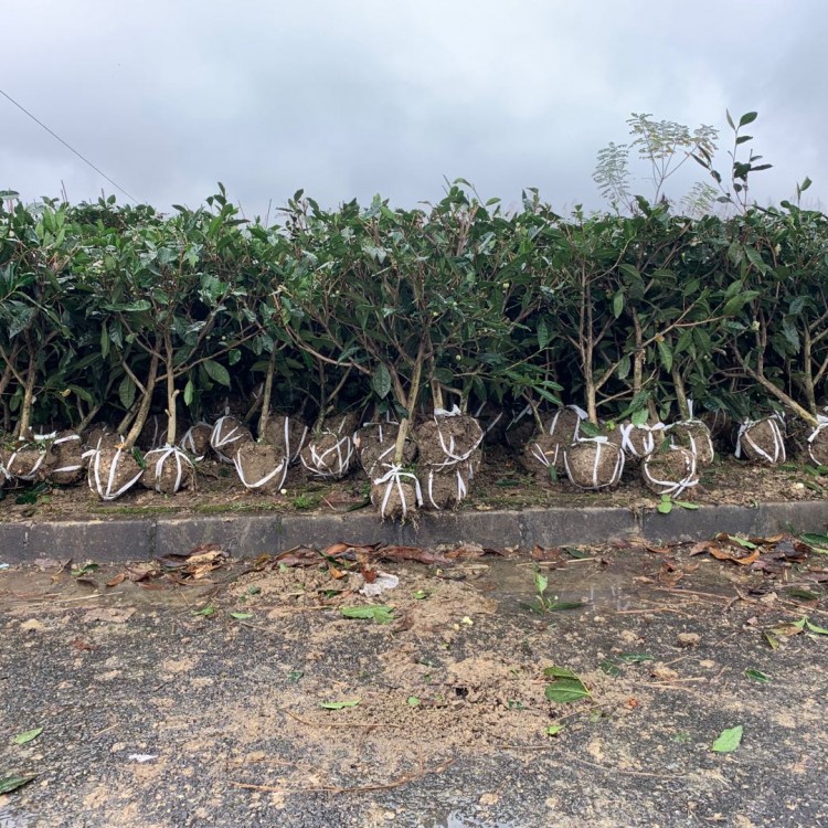 云南大葉茶樹苗 優(yōu)質(zhì)茶葉樹苗批發(fā) 梅占茶苗  價格