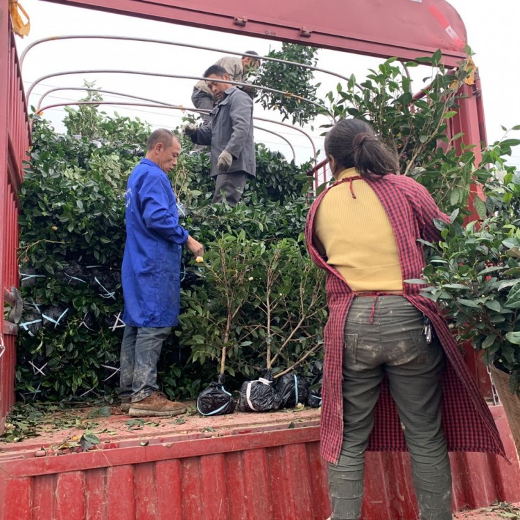 紫鵑茶苗 廠家供應(yīng) 老鷹茶苗  優(yōu)質(zhì)茶葉樹苗批發(fā)