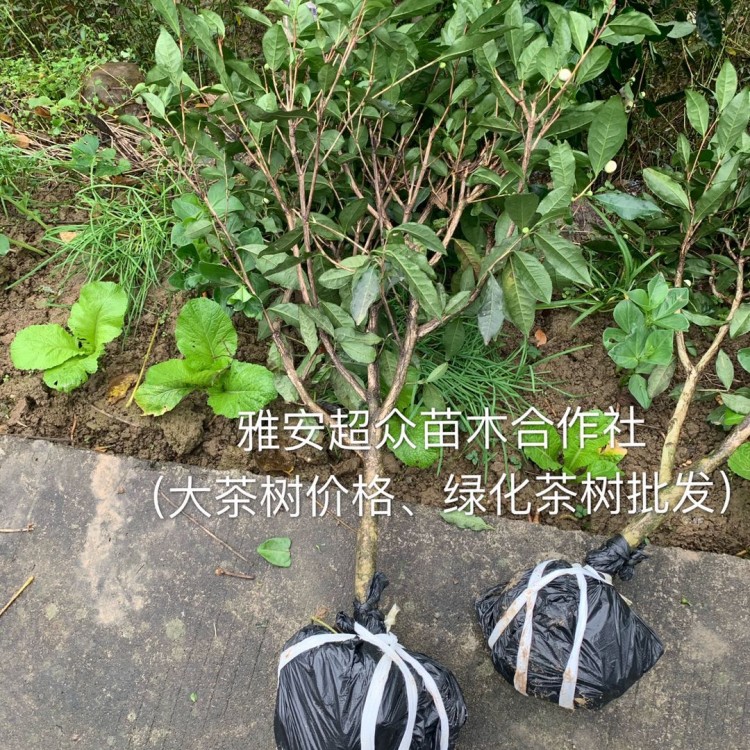 福選9號(hào)茶苗 生產(chǎn)基地 中茶108茶苗  優(yōu)質(zhì)茶葉樹(shù)苗批發(fā)