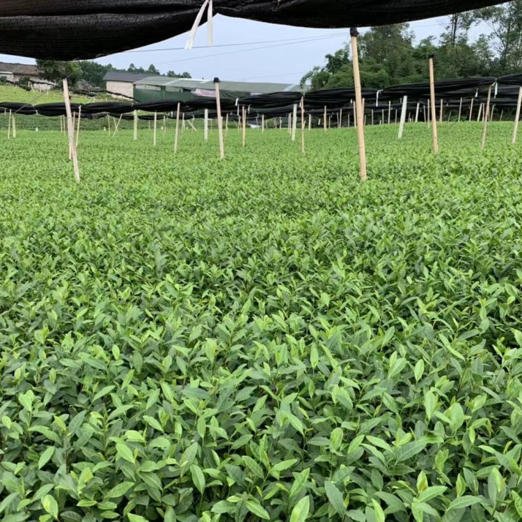 中茶108茶苗 優(yōu)質(zhì)茶葉樹(shù)苗批發(fā) 老鷹茶苗  批發(fā)電話