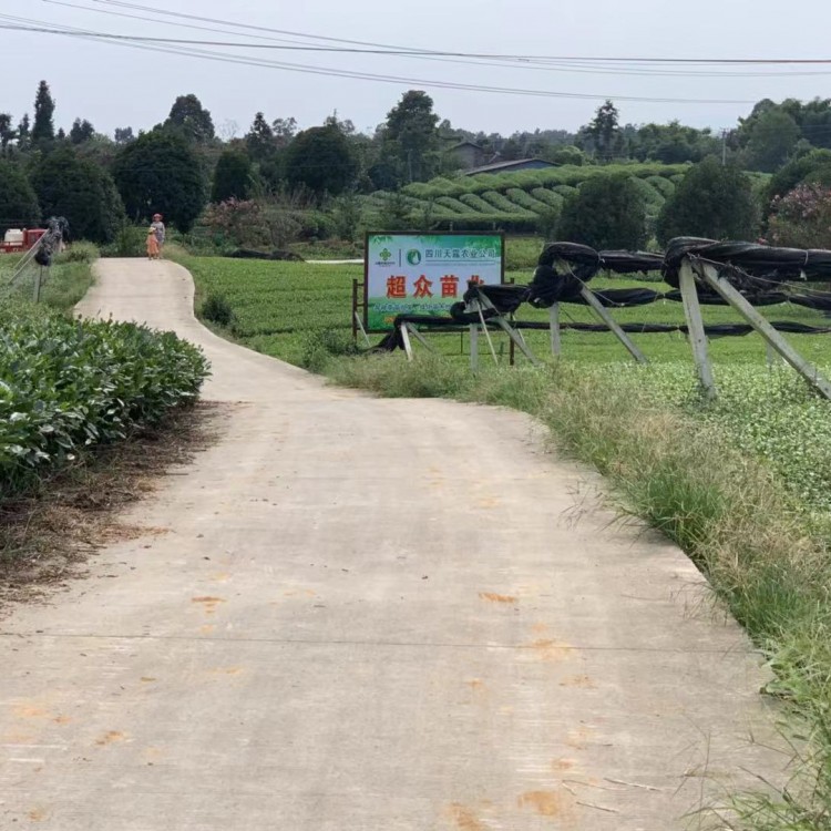 奶白茶苗 廠家直銷 梅占茶苗  批發(fā)價(jià)格優(yōu)惠