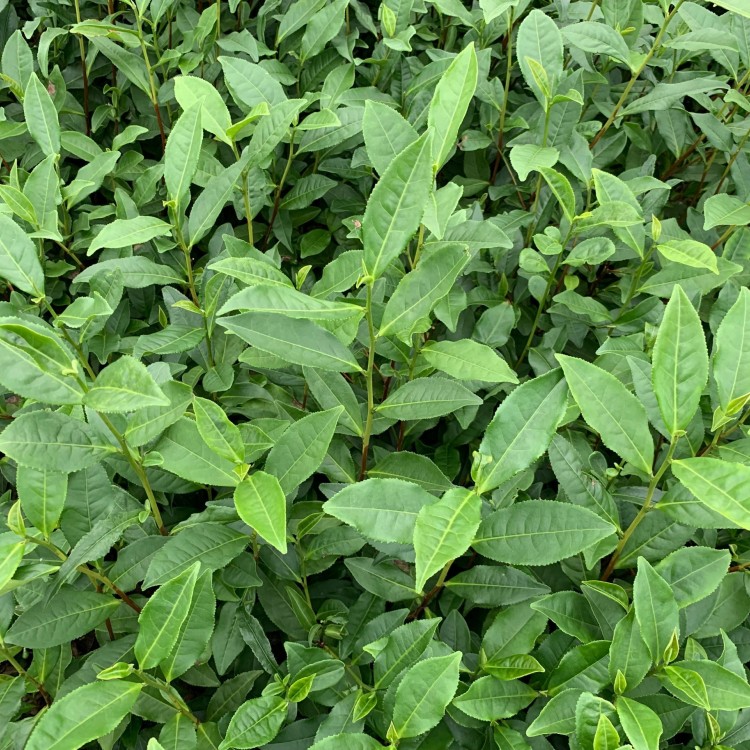 五年生茶樹(shù)苗 批發(fā)價(jià)格優(yōu)惠 云南大葉茶樹(shù)苗  廠家供應(yīng)