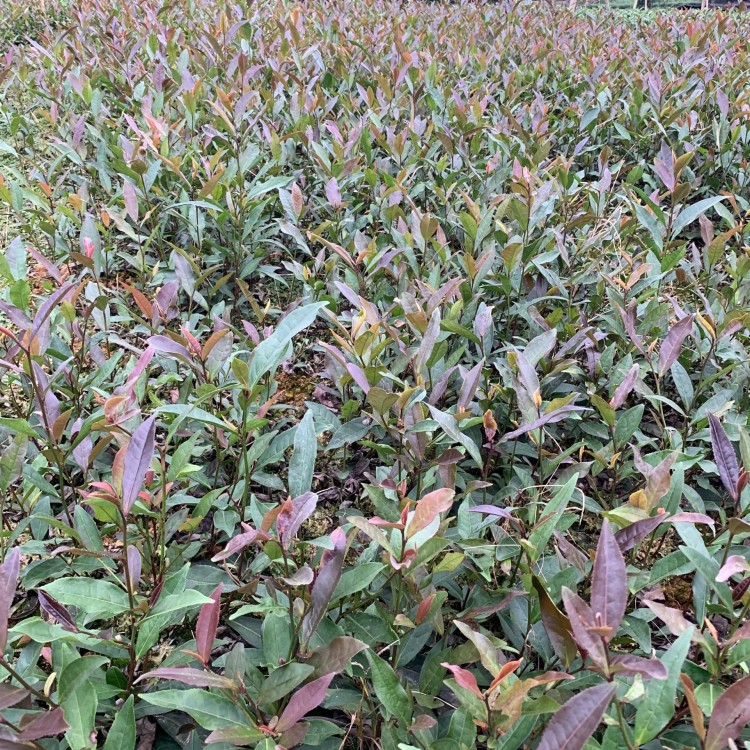 中茶108茶苗 優(yōu)質茶葉樹苗批發(fā) 名選131茶苗  批發(fā)價格