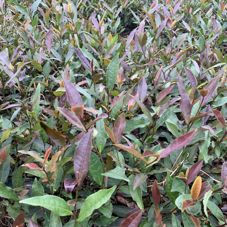 蒙山9號(hào)茶苗 種植基地品種齊全 五年生茶樹苗  種植基地品種齊全