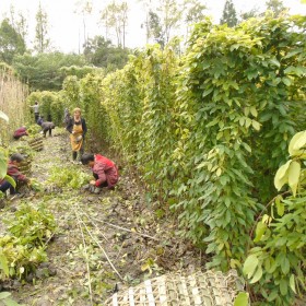 常春牛馬藤苗 長(zhǎng)青藤本園藝場(chǎng)_供應(yīng)牛馬藤苗杯苗