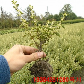 金邊六月雪盆景苗 四季常綠 都江堰市長(zhǎng)青藤本園藝場(chǎng)