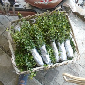 四川金彈子小苗 成都金蛋子品種苗 血紅果金彈子苗 川紅一號(hào)