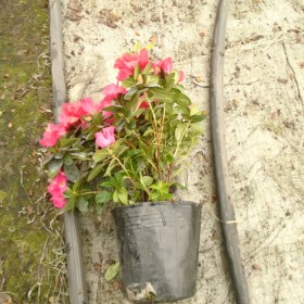 西洋鵑批發(fā)，成都西洋鵑杯苗種植基地各種規(guī)格齊全重慶西洋鵑基地批發(fā)