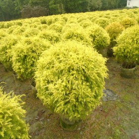 成都千層金球基地 重慶黃金香柳球無(wú)紡布袋苗基地批發(fā) 金黃色植物球類