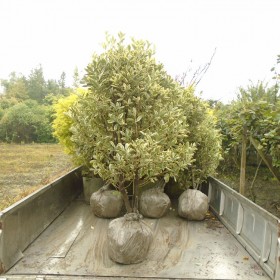 成都金邊萬年青球批發(fā) 重慶花葉萬年青球基地