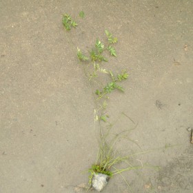 薔薇苗批發(fā)，成都紅花薔薇苗基地直銷紅花薔薇苗批發(fā)