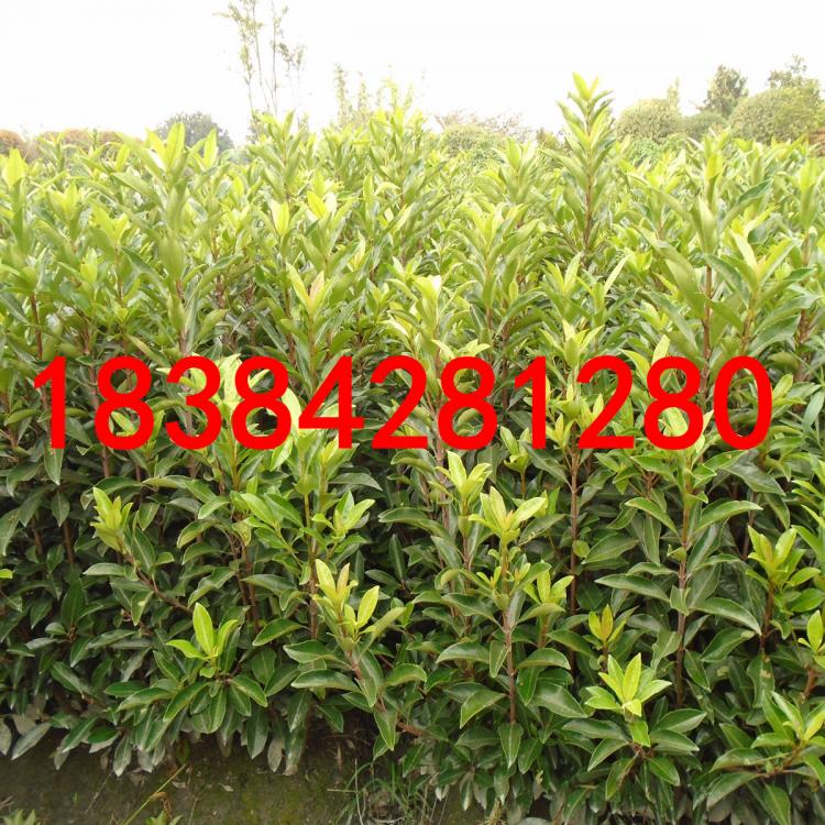 綿陽哪里有種法國(guó)冬青的法國(guó)棟青哪里有批發(fā)的哪里有賣的