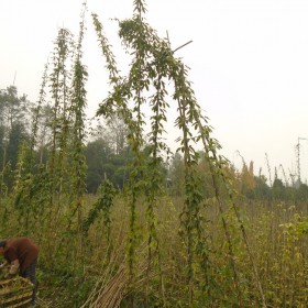 30杯油麻藤苗，藤長5-6米，粗壯牛馬藤