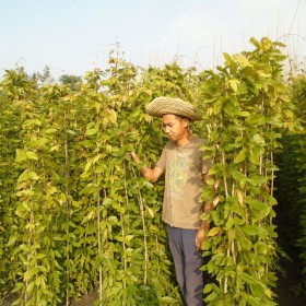 1米長(zhǎng)油麻藤 長(zhǎng)青藤本園藝場(chǎng)杯苗杯型大 裝土飽滿不脫杯