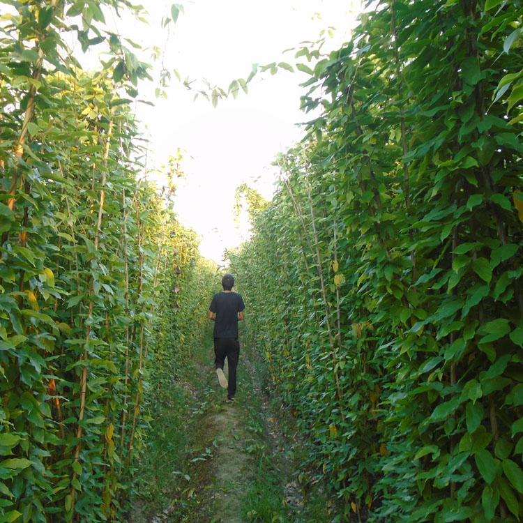 3米長油麻藤批發(fā) 成都3米油麻藤種植基地 油麻藤1-2米價格 成都油麻藤報價 油麻藤工程苗出售