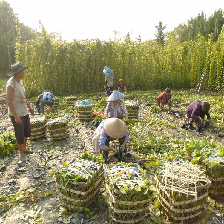 牛馬藤袋苗 1-2米長(zhǎng)油麻藤營(yíng)養(yǎng)杯苗 杯大不脫杯存活率高 品質(zhì)好