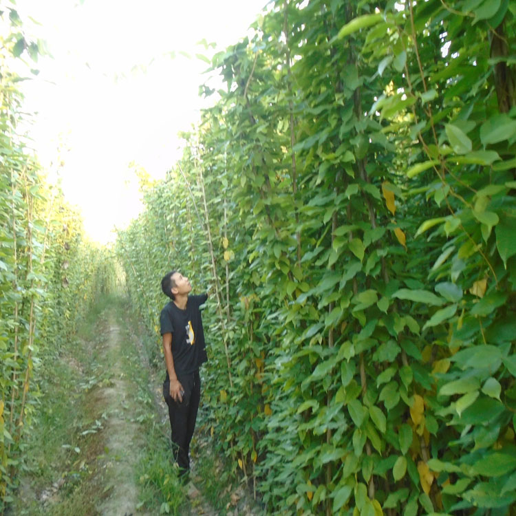 3米長油麻藤批發(fā)，四川油麻藤種植基地專業(yè)供應(yīng)15大號杯3米長的油麻藤