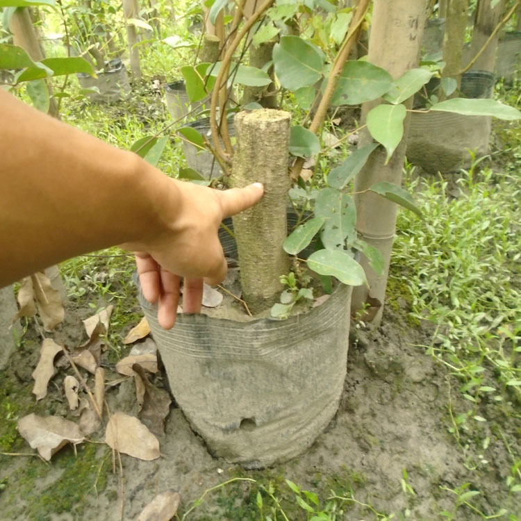 牛馬藤邊坡綠化 四季常綠攀爬植物供應(yīng) 常青油麻藤苗圃批發(fā)
