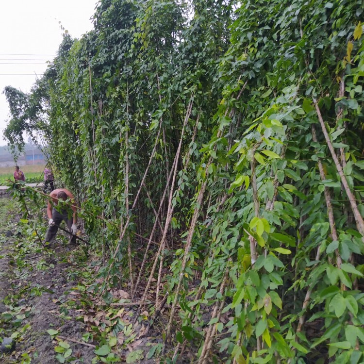 5米長(zhǎng)油麻藤批發(fā) 各類規(guī)格齊全