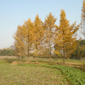 成都庭院銀杏樹銷售 都江堰庭院別墅銀杏樹批發(fā) 精品銀杏樹供應(yīng) 樹形優(yōu)美的銀杏樹種植基地 私家花園種植的銀杏樹