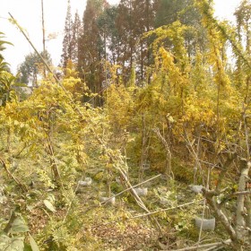 成都庭院紫藤批發(fā) 1-3公分粗的紫藤 多花紫藤銷售 3米長(zhǎng)的紫藤種植基地 廊架遮陽(yáng)的紫藤苗批發(fā)