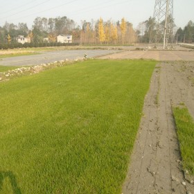 草坪批發(fā)，專業(yè)成都草坪種植基地馬尼拉草臺(tái)灣二號(hào)草坪都江堰別墅用草坪批發(fā)