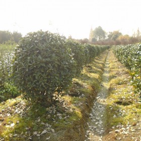 成都大葉黃楊球批發(fā) 庭院大葉黃楊球出售 都江堰別墅用萬(wàn)年青球 精品萬(wàn)年青球 青城山庭院萬(wàn)年青球