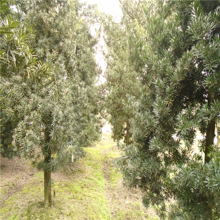 庭院羅漢松 適合成都別墅庭院栽種松樹(shù)