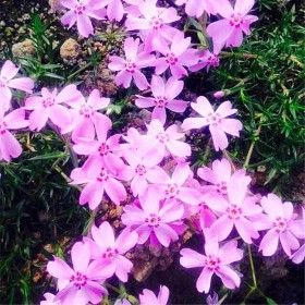 開春預定苗福祿考 福祿考苗批發(fā) 鳳祥農資 叢生福祿考