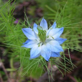 黑種草種植基地 黑種草種子批發(fā)價(jià)格