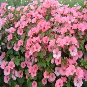 進口花卉種子花葵 花卉種子批發(fā)