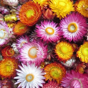 麥稈菊批發(fā)價格 景觀花卉種子