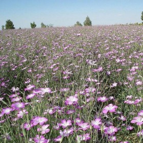 麥仙翁種子批發(fā) 麥仙翁種子價格 優(yōu)質(zhì)觀賞花卉 物美價廉
