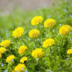 現貨供應 蒲公英種子 園林觀賞花卉 蒲公英種子 花籽發(fā)芽率高