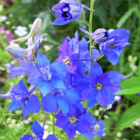 廠家直銷草花卉優(yōu)質的 千鳥草綠化景觀花卉 品種齊全量大優(yōu)惠