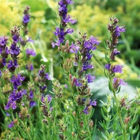 神香草種子批發(fā) 神香草種子價格 優(yōu)質(zhì)觀賞花卉 物美價廉