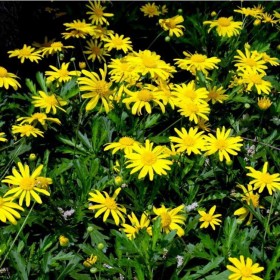 茼蒿菊 瑪格麗特 木春菊供應商家批發(fā)基地瑪格麗特