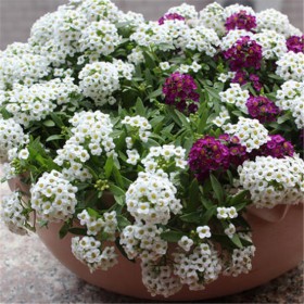 新采香雪球種子 香雪球價格 批發(fā)香雪球種子 香雪球