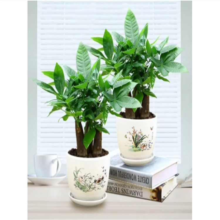 供應綠植花卉發(fā)財樹 株型美觀 室內(nèi)盆栽觀葉植物