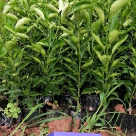 谷豐農(nóng)業(yè) 基地直銷(xiāo)明日見(jiàn)杯苗 量大從優(yōu)